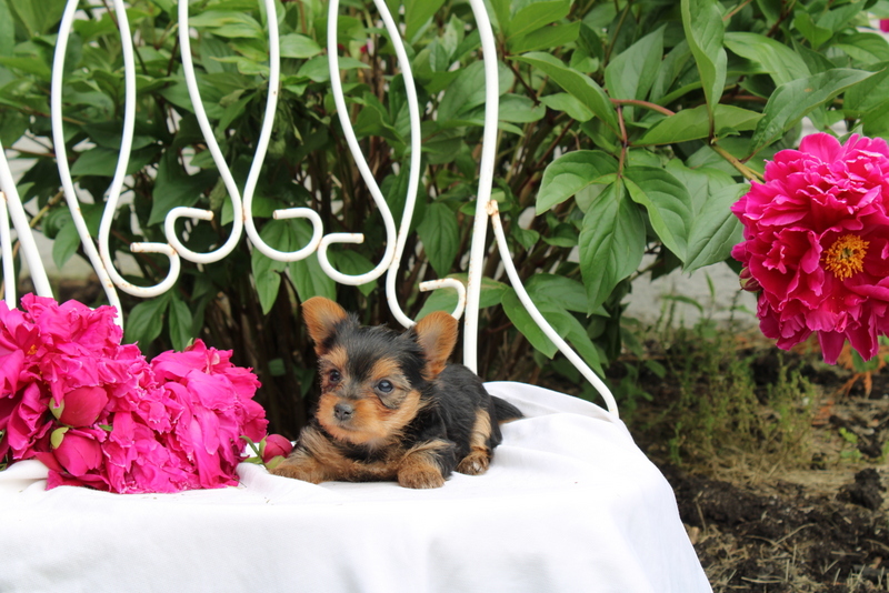 puppy, for, sale, Yorkshire Terrier, Matthew B. Stoltzfus, dog, breeder, Gap, PA, dog-breeder, puppy-for-sale, forsale, nearby, find, puppyfind, locator, puppylocator, aca